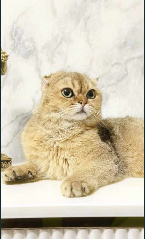 Zalatoy chinchila vyazkaga Zalatoy chinchila vyazkaga