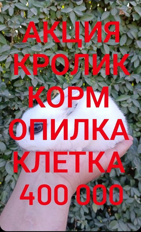 Дикаративный карликовый кролики