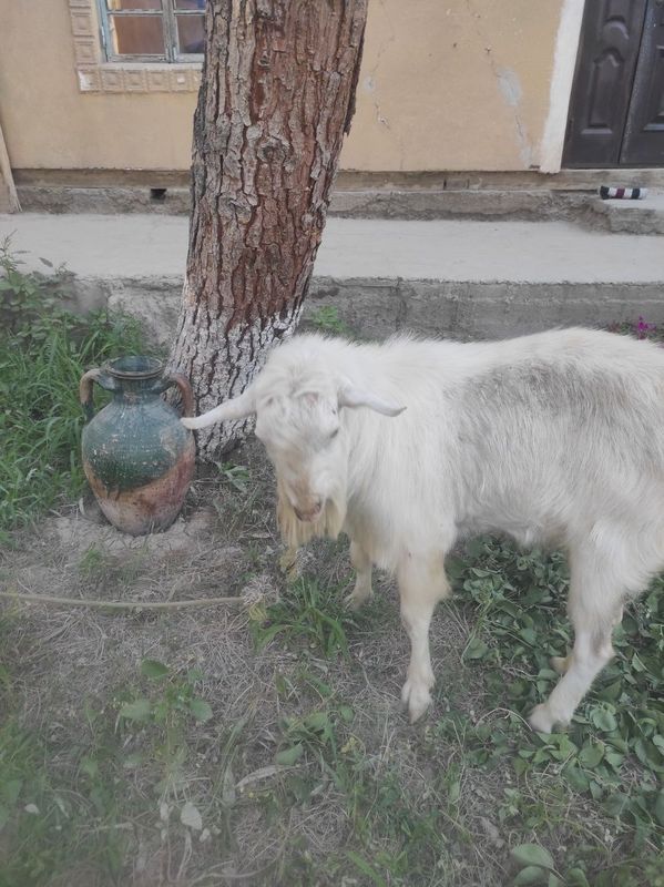 Така сотилади 2 яшар срочно