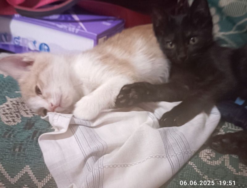 Бесплатно: котята в добрые руки