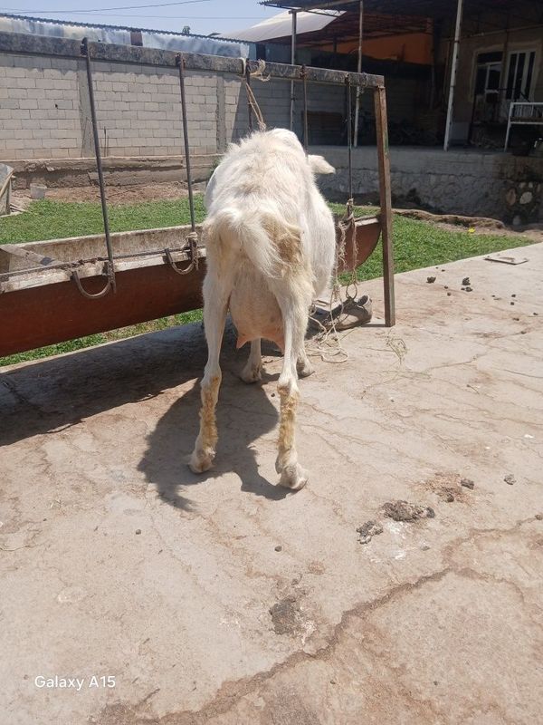 Zanin zotli echki sotiladi Ona bola 2 litr sut beradi bolasi takacha Zanin zotli echki sotiladi Ona bola 2 litr sut beradi bolasi takacha