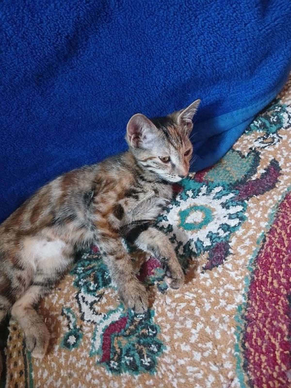 Aqilli mushukchalar Aqilli mushukchalar