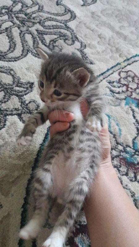 Котёнок мальчик 1 месяца Котёнок мальчик 1 месяца