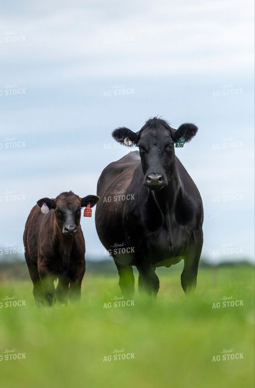 Angus Ona bola sotiladi