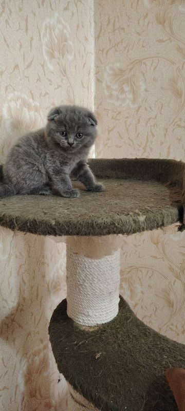 Британский вислоуха Британский вислоуха