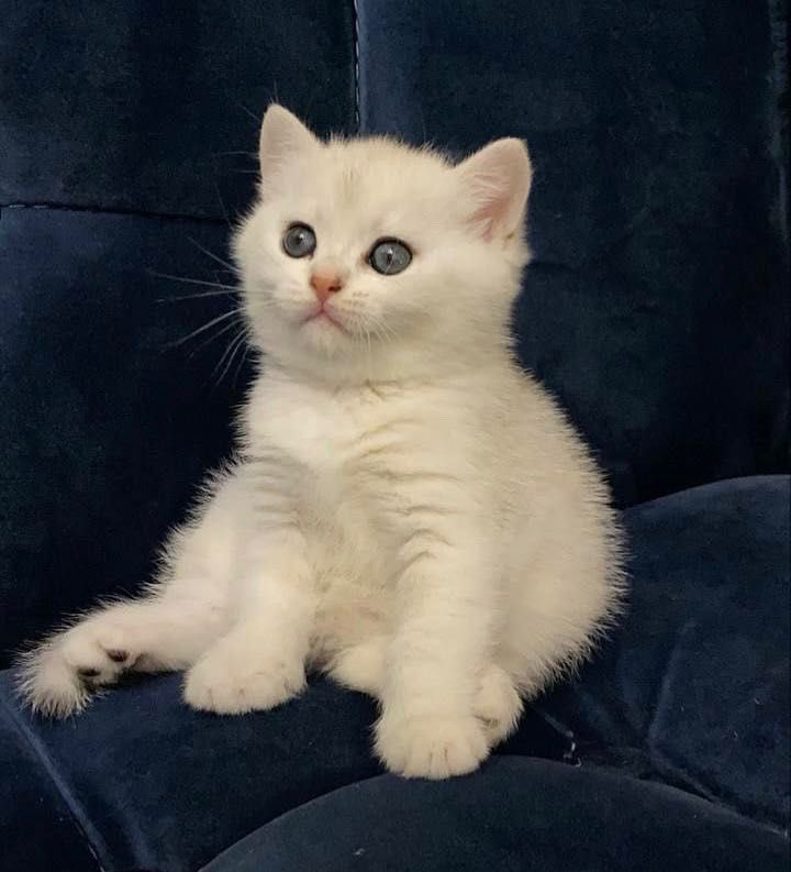 Котенок шотландец мальчик Котенок шотландец мальчик