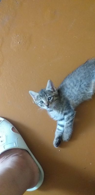 Отдам даром бесплатно котят Отдам даром бесплатно котят