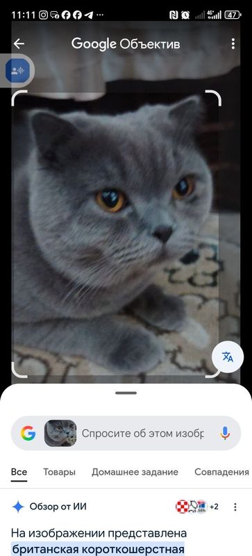 Кот шотландской породы на вязку Кот шотландской породы на вязку