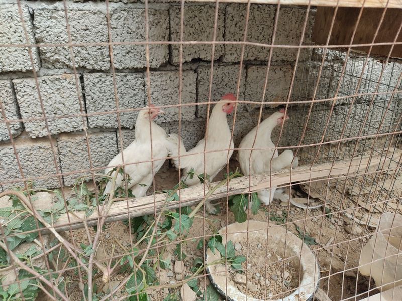 Котаро жожалар сотилади 3 та Котаро жожалар сотилади 3 та