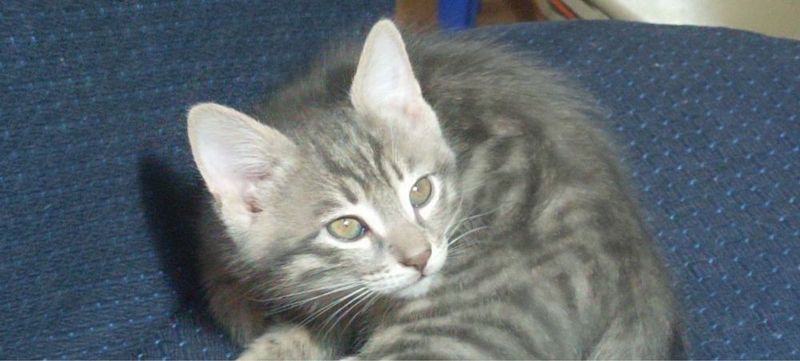 Отдам замечательного котика Отдам замечательного котика