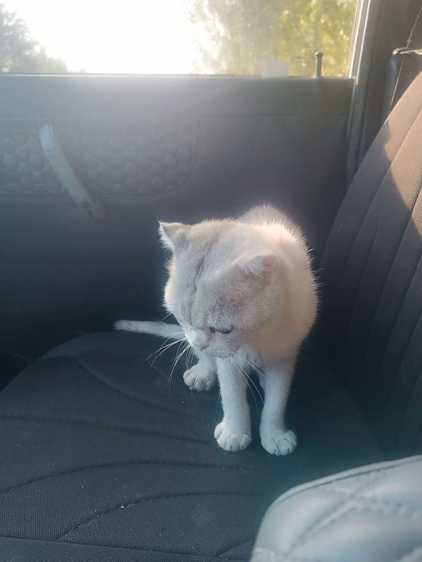 Nasldor British Shorthair mushuk sotiladi – juda chiroyli va mehribon Nasldor British Shorthair mushuk sotiladi – juda chiroyli va mehribon