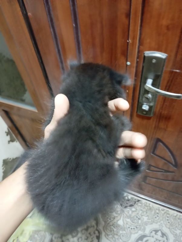 Scottish fold chinchila