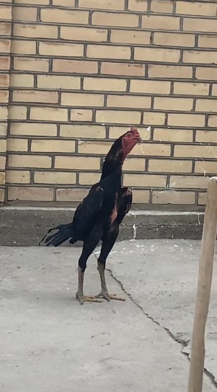 Kulangi xo'roz ganoy sotiladi Kulangi xo'roz ganoy sotiladi