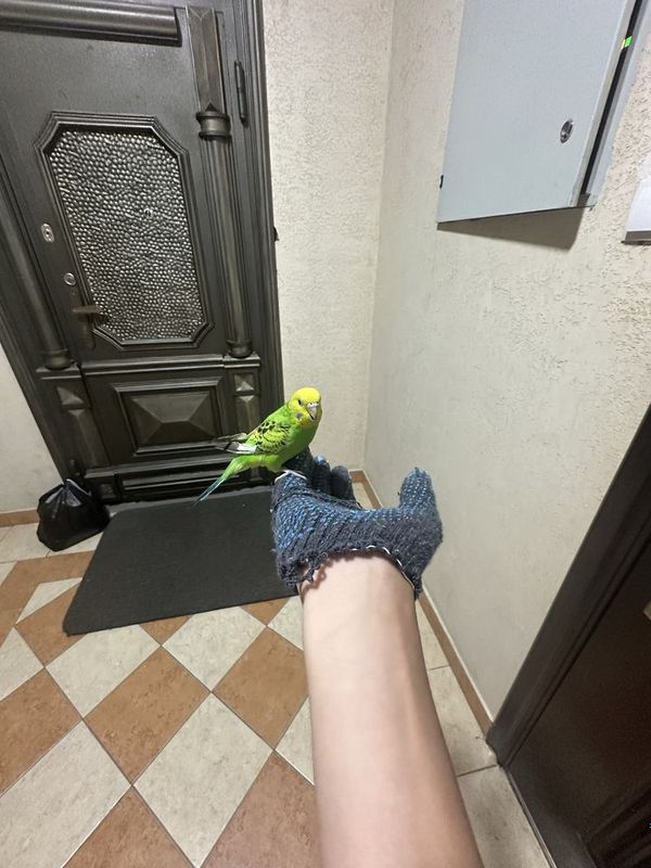 Volnistiy popugay ruchnoy sotiladi Volnistiy popugay ruchnoy sotiladi