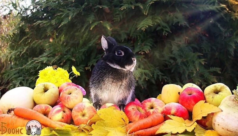 Карликовые крольчата породы ,,Голандский''(голландский торчеухий).