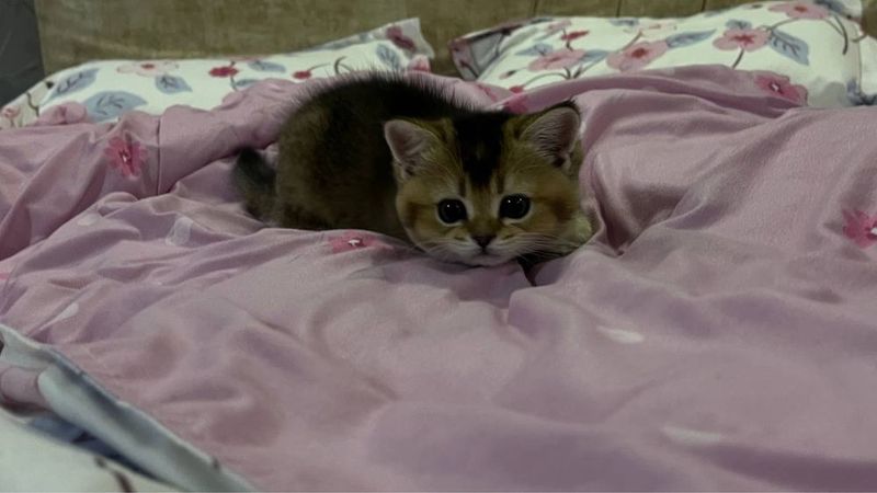 Скотиш страйт шиншила