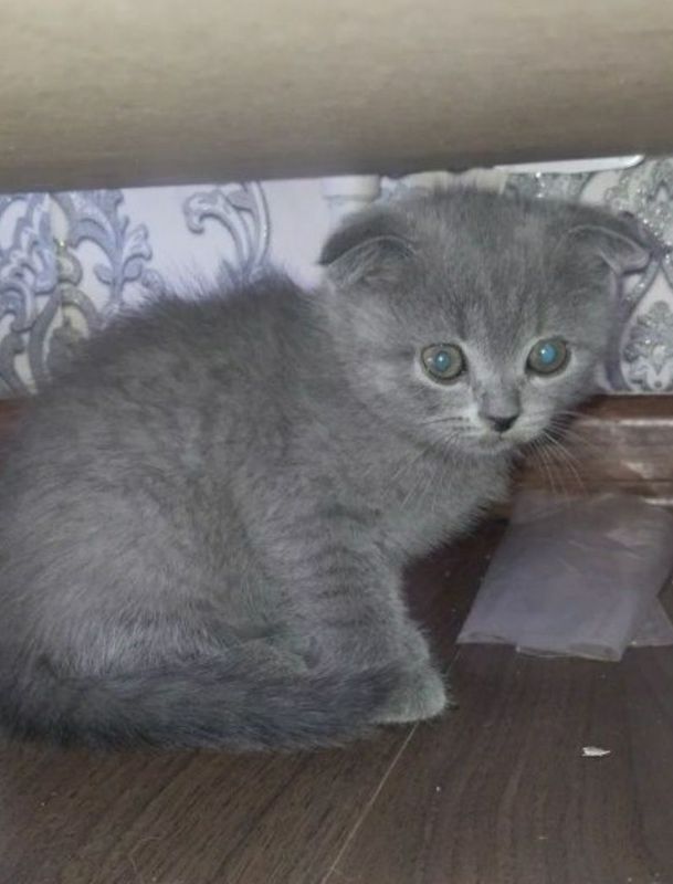 Продаётся котёнок скотина фолд Продаётся котёнок скотина фолд