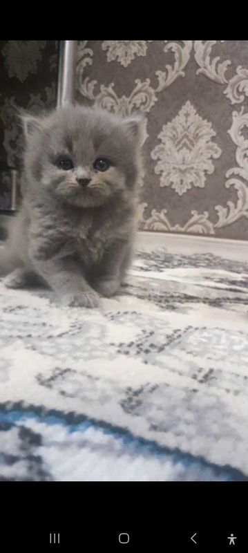 Skotish strayt qiz mushukcha
