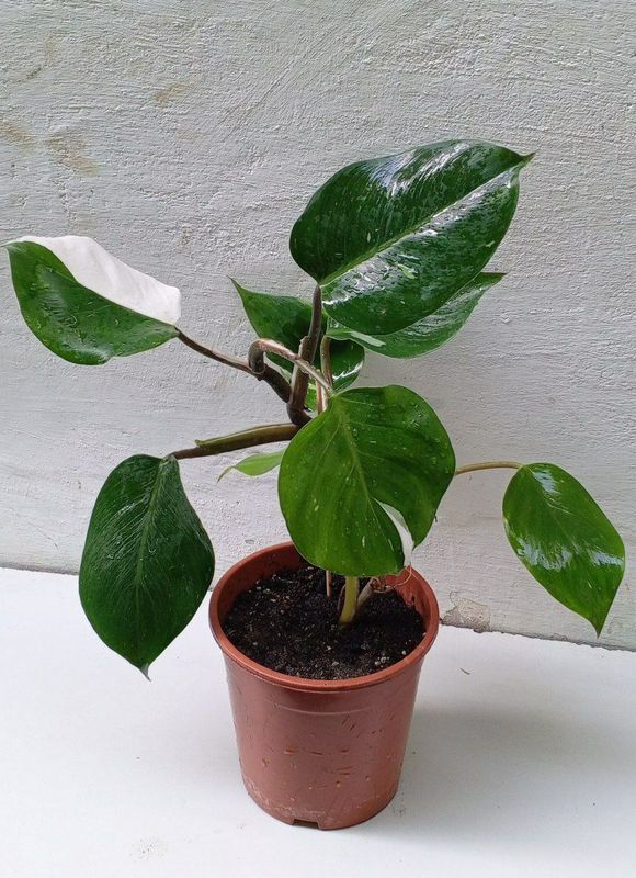 Филодендрон Белый Рыцарь (Philodendron White Knight).Экзотический сорт Филодендрон Белый Рыцарь (Philodendron White Knight).Экзотический сорт