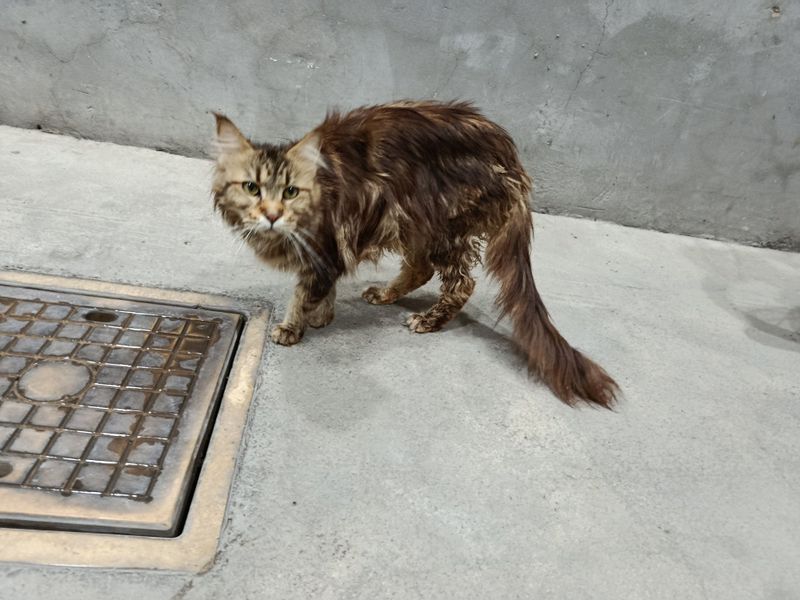 Коты и кошка Мейн-куны Коты и кошка Мейн-куны