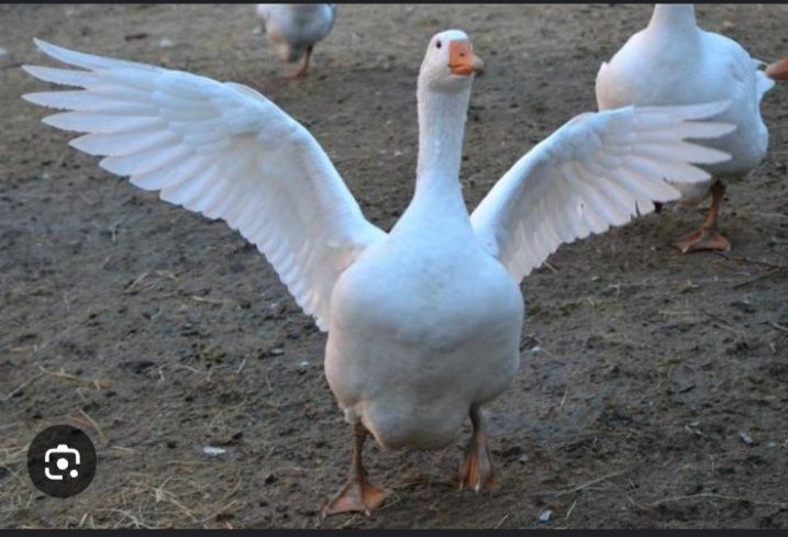 G'oz to'rt oylik