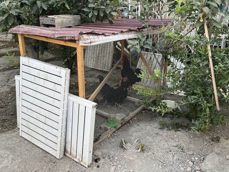 Товуклар катаки билан сотилади