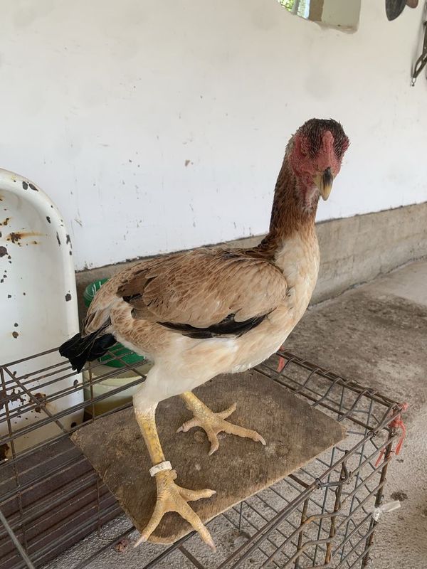Toza turk makyon sotiladi Toza turk makyon sotiladi