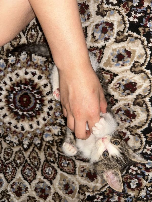 котенок 2 месяца, игривая и очаровательная котенок 2 месяца, игривая и очаровательная