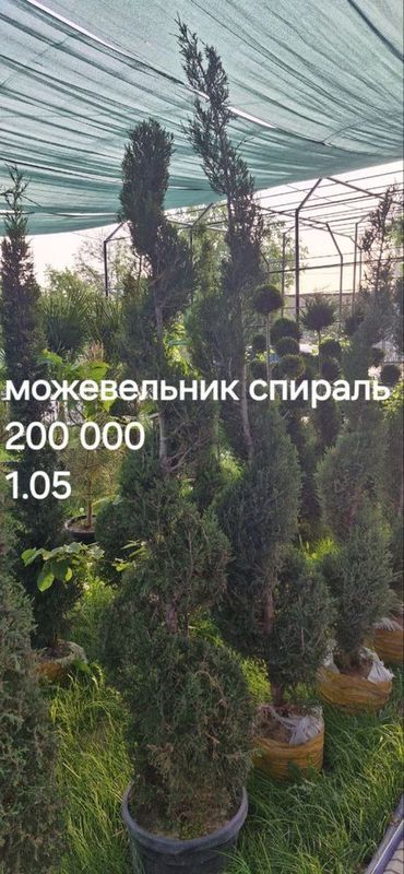 Можевельник, хар хил дарахт сотилвотти Можевельник, хар хил дарахт сотилвотти