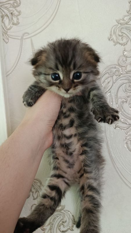 Скотш фолт вислоухие 150$ Скотш фолт вислоухие 150$