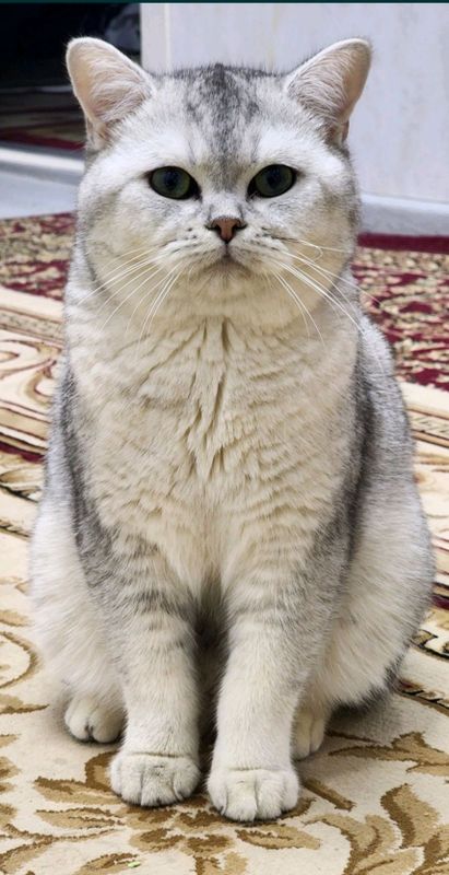 vyazkaga qiz mushuklarni taklif qilamiz vyazkaga qiz mushuklarni taklif qilamiz