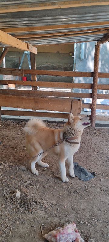 akita inu sotiladi 1yoshdan otgan urgochi toza qon klubdan olingan akita inu sotiladi 1yoshdan otgan urgochi toza qon klubdan olingan