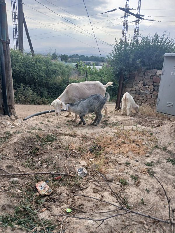 Ona bola sotiladigan echki bor Ona bola sotiladigan echki bor