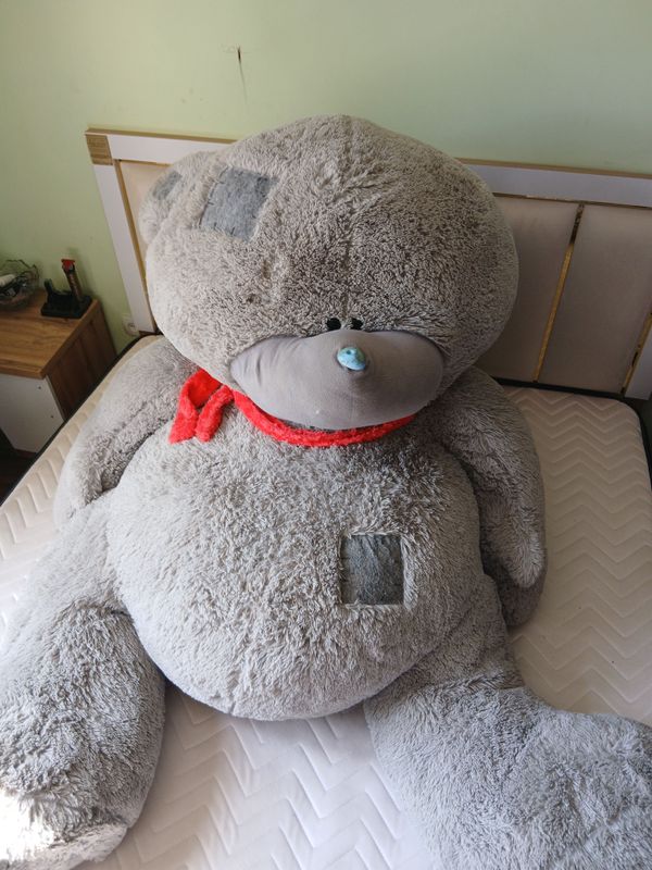 teddy ayiq