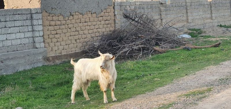 Toza zorli nasl uchun kotta taka