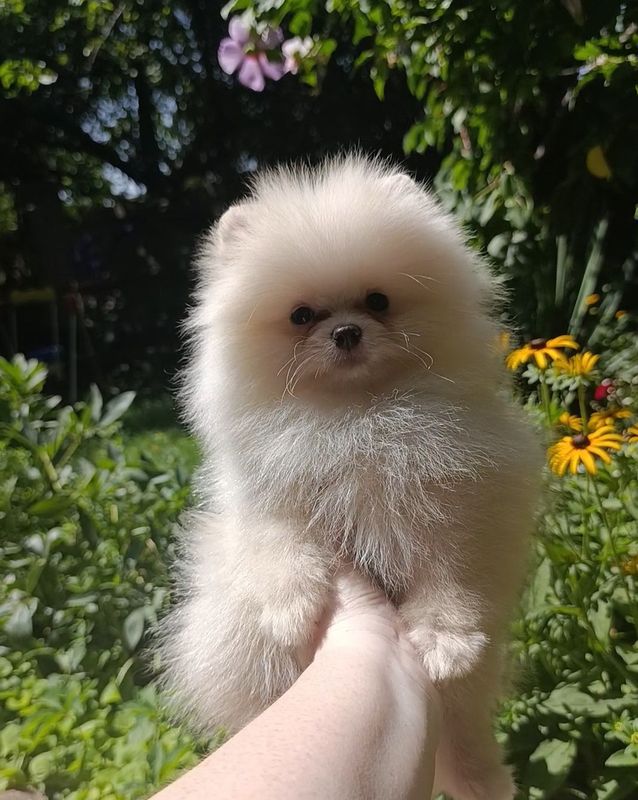 Померанский шпиц