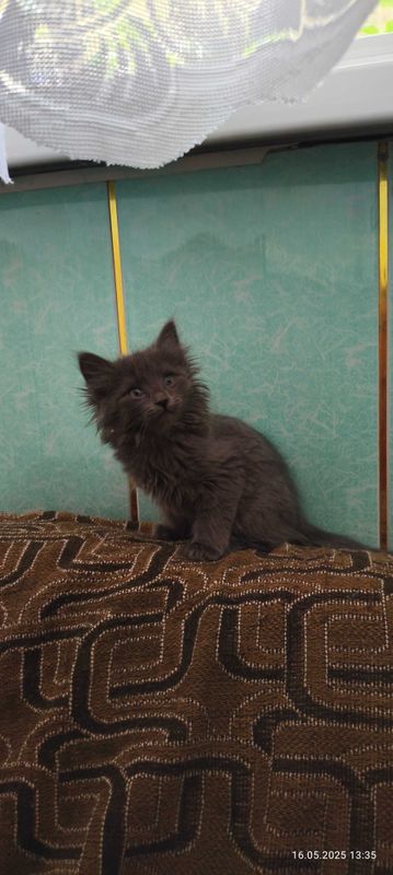 Отдаются котята. Отдаются котята.