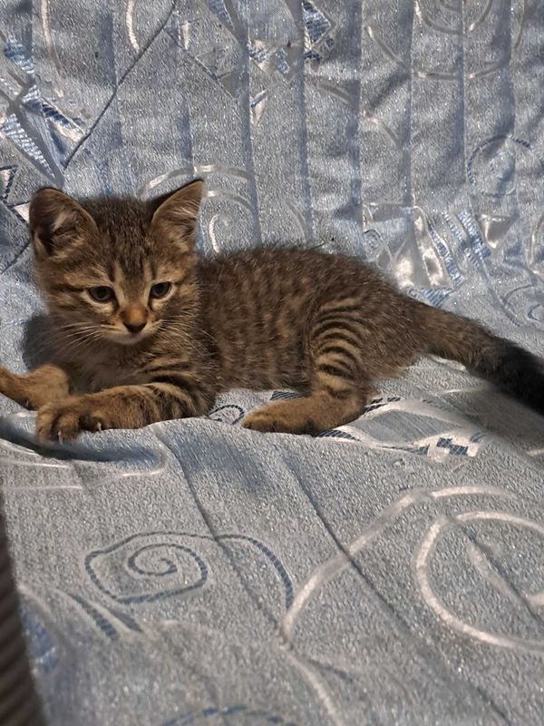 продаётся миленькие котята от породистой кошки