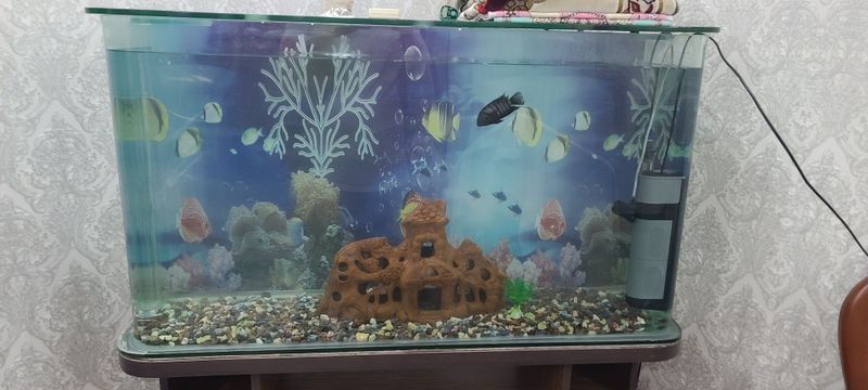 AKVARIUM AKVARIUM