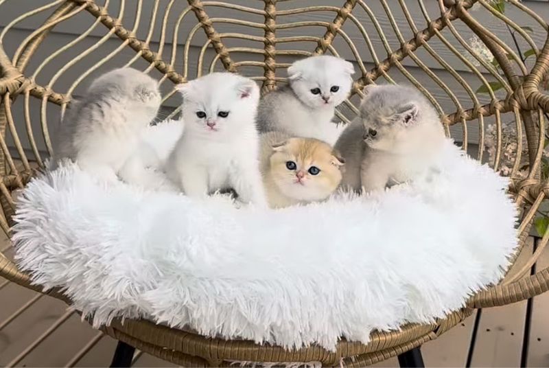 Продаются котята шиншиллы Продаются котята шиншиллы