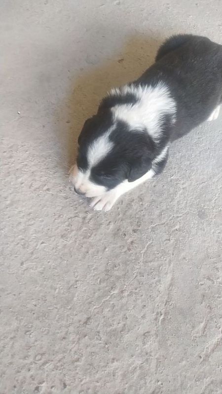 Border collie nomli zotdor kuchuk sotiladi