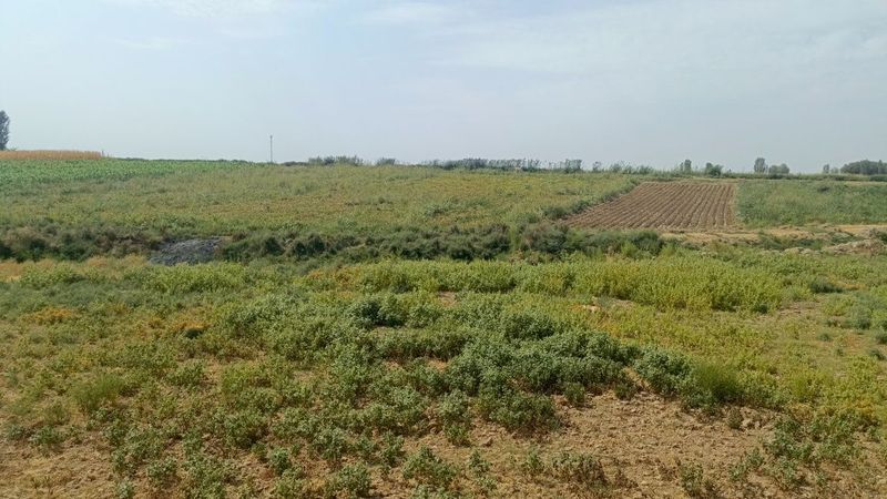 Назарбек тарафда 2 гектар ер селхознозночение