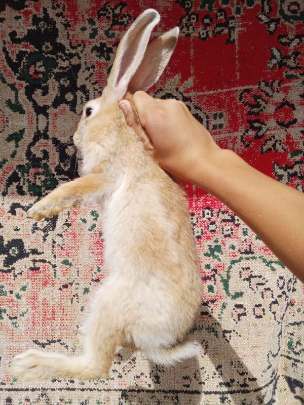 quyonlar bor 8ta  narxi :90mingdan