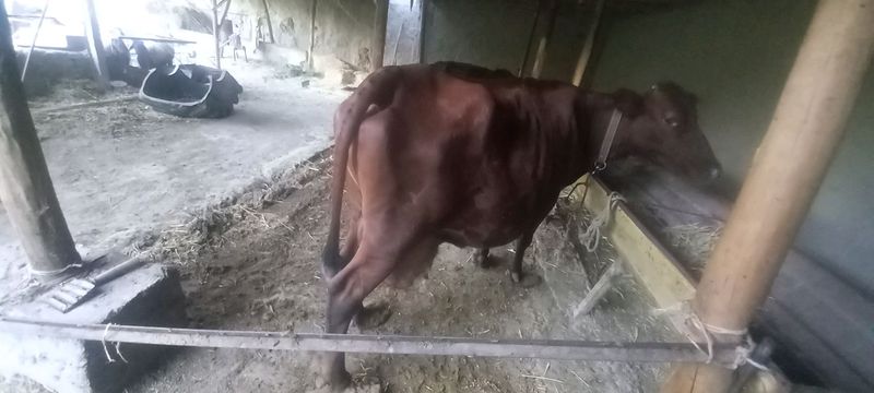 sutli sigir bolasi bilan