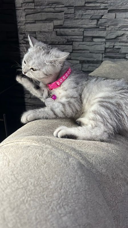 Котенок, мушук серебристая шиншилла Котенок, мушук серебристая шиншилла
