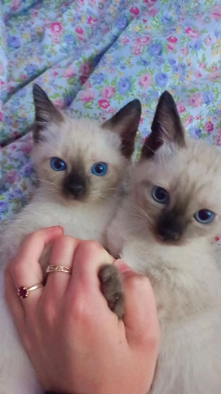 Продаются Сиамские котята