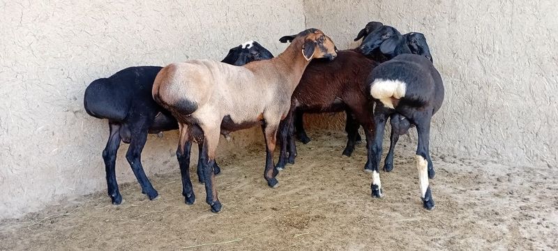 Кучкорлар сотилади Кучкорлар сотилади