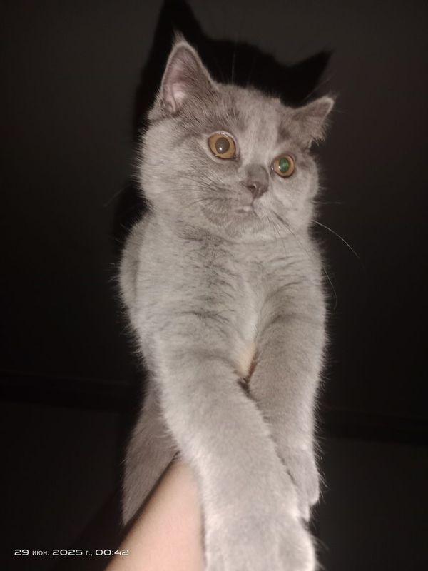 Шотландская короткошёрстная кошечка Шотландская короткошёрстная кошечка