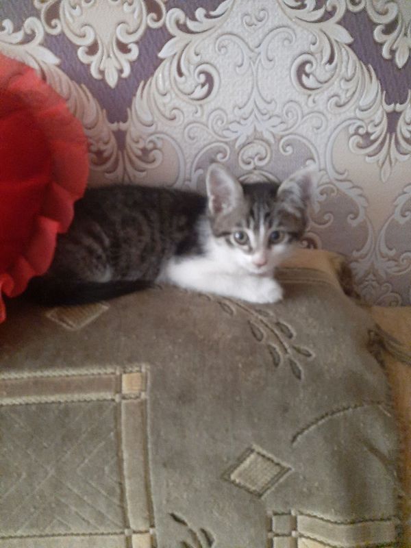 Котята домашние маленькие Котята домашние маленькие
