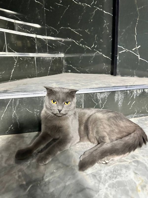 британские кот 1.5 йош